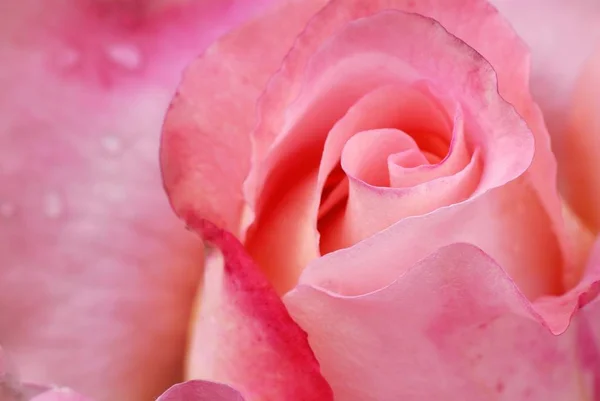 Nära Upp Skott Rose Blomma Blomma — Stockfoto