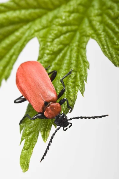 Kardinal Beetle Pyrochroa Coccinea Yakın Çekim — Stok fotoğraf