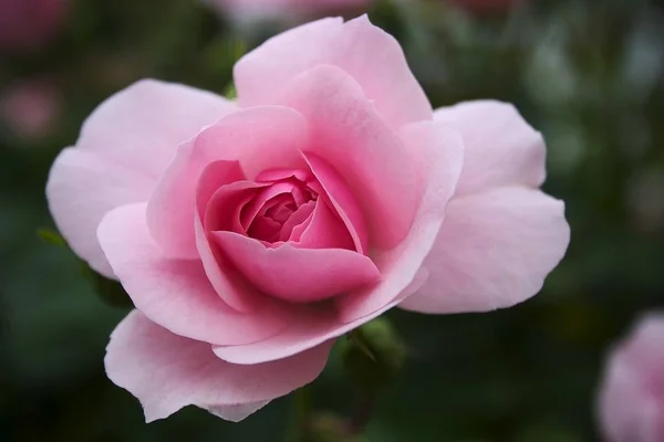 Рожево Рожева Троянда Квітка Крупним Планом Фауна Природі — стокове фото