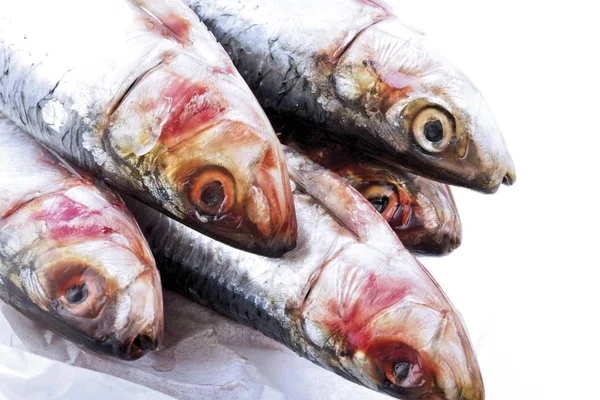 Sardines Sardina Pilchardus Fishes — Stock Photo, Image