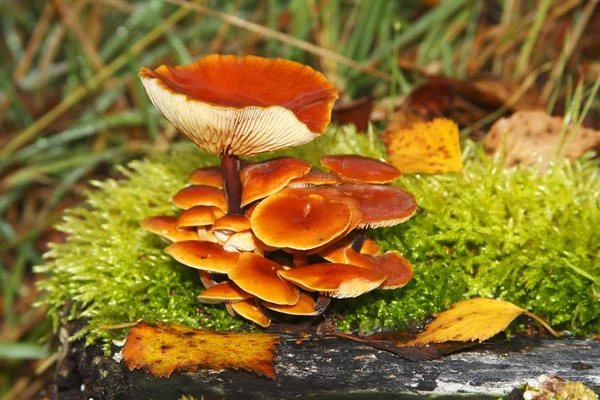 Champiñones Color Naranja Tocón Árbol Cubierto Musgo Pantano —  Fotos de Stock