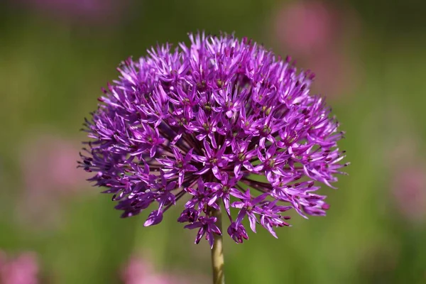 Квітка Голова Purple Відчуття Цибуля Цибуля Aflatunense Цибуля Hollandicum — стокове фото
