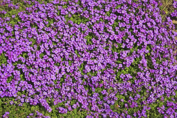 Stor Blommig Aubrieta Rock Cress Eller Rockcress Aubrieta Cultorum Blommande — Stockfoto