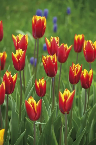 Vermelho Amarelo Tulipas Flores Campo Prado — Fotografia de Stock