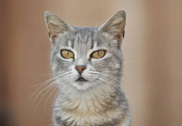 Retrato Gato Cinza Jovem — Fotografia de Stock