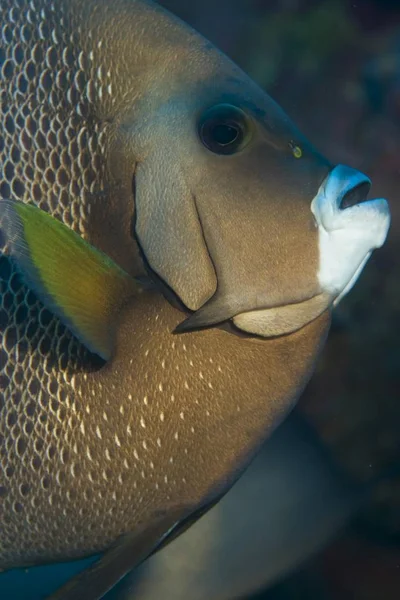 Grijze Keizersvis Pomacanthus Arcuatus Honduras Caribisch Gebied Noord Amerika — Stockfoto