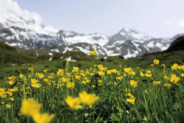 Bloesem Bloemen Voor Bergachtige — Stockfoto