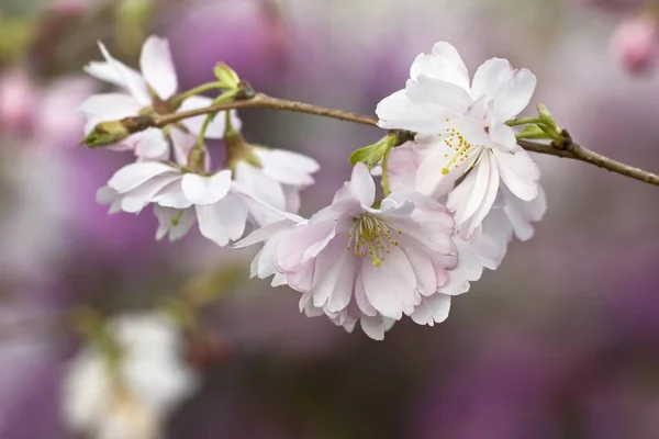 Flores Cerezo Higan Cerezo Otoño Flores Prunus Subhirtella —  Fotos de Stock