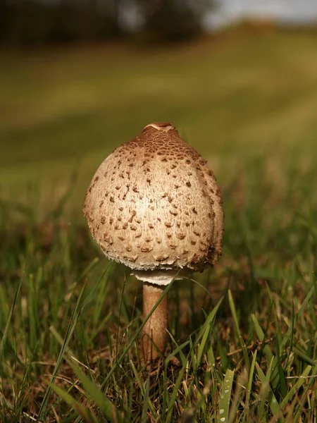 Grote Parasolzwam Macrolepiota Procera Pinnow Mecklenburg Voor Pommeren Duitsland Europa — Stockfoto