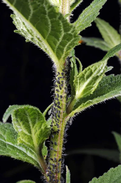 Mszyce Aphidoidea Świeżutkiego Przez Mrówki Formidicae — Zdjęcie stockowe