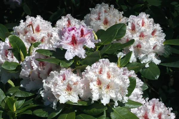 Floreciente Rhododendron Híbrido Ida Rubinstein Flores Rhododendron Cultivar Ida Rubinstein —  Fotos de Stock