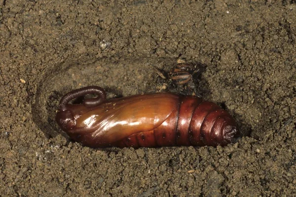 Convolvulus Şahin Güve Herse Convolvuli Yakın Bir Deliğe Pupa — Stok fotoğraf