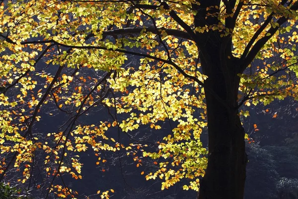 Hojas Amarillas Otoño Ramas Árboles Fagus Sylvatica — Foto de Stock