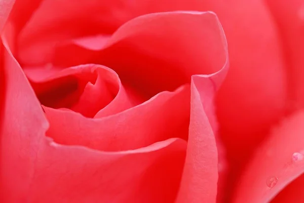 Zblízka Zastřelil Květ Růže Bloom — Stock fotografie