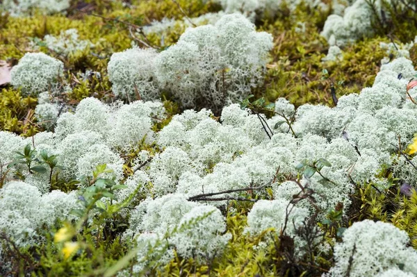 Peat Moss Spagnum Aabla Raba Primeval Forest Lahemaa National Park — Stock Photo, Image