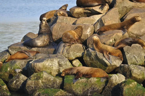 Steller or Northern Sea Lions, Eumetopias jubatus on rocks