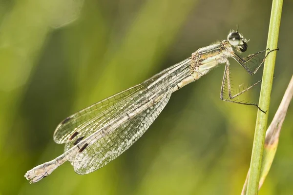 일반적인 Damselfly Enallagma Cyathigerum 여자의 클로즈업 — 스톡 사진