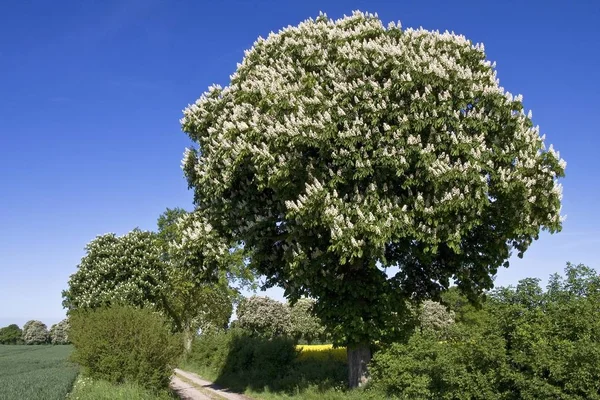 Blühende Rosskastanien Oder Conkerbäume Aesculus Hippocastanum Rapsfeld Brassica Napus Frühlingslandschaft — Stockfoto