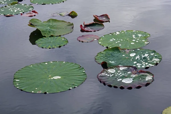 Liści Lotosu Indyjskiego Sacred Lotus Lub Święte Lilii Wodnej Nelumbo — Zdjęcie stockowe