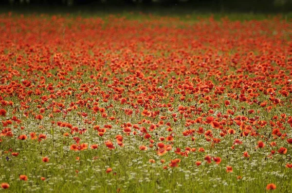 緑の草原にヒナゲシの花 — ストック写真