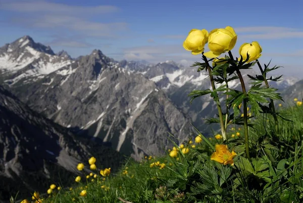 Globe Bloemen Trollius Europaeus Met Panoramisch Uitzicht Bergtoppen Pfafflar Elmen — Stockfoto