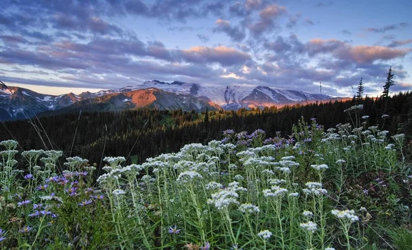 マウント レーニエと日の出 レーニア山国立公園 ワシントン州 アメリカ 北アメリカでの花のフィールド — ストック写真