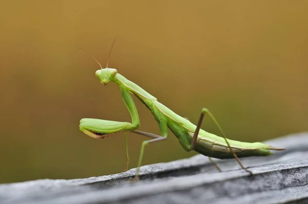 Close Praying Mantis Mantodea — Stock Photo, Image