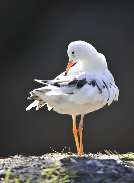 Ruff Philomachus Pugnax État Sauvage — Photo