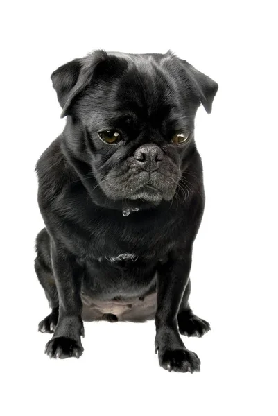 Pug Negro Sentado Estudio — Foto de Stock