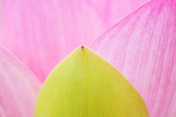 Рожева Квітка Лотоса Індійський — стокове фото