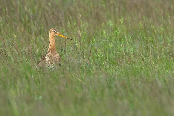 Черный Хвост Птица Godwit Зеленой Траве Limosa Limosa — стоковое фото