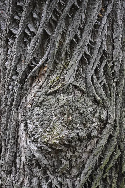 Structure Wood Tree Bark — Stock Photo, Image