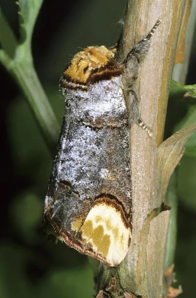 Κοντινό Πλάνο Του Βοός Tip Σκώρος Phalera Bucephala — Φωτογραφία Αρχείου