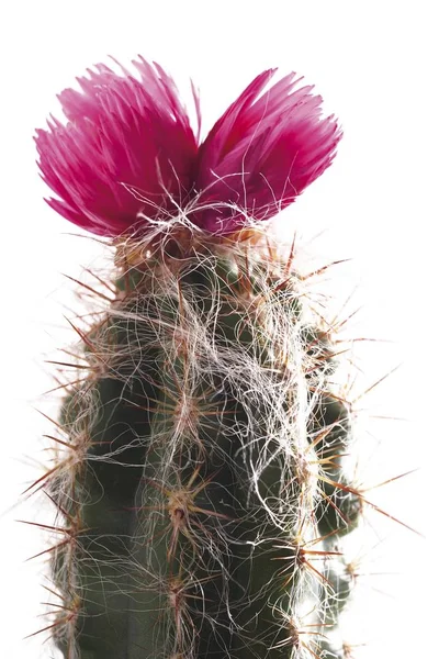 Blühender Kaktus Cactaceae Blühende Blume — Stockfoto