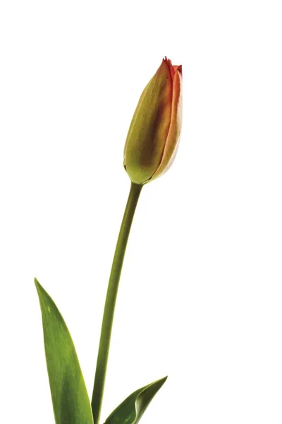 Tulip Flower Geïsoleerd Wit — Stok fotoğraf