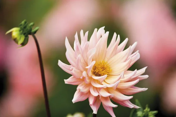 Blossom Beautiful Dahlia Flower — Stock Photo, Image