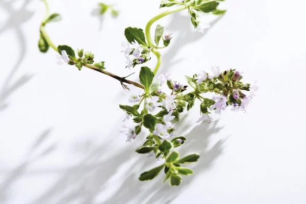 Blooming Lemon Thyme Thymus Citriodorus — Stock Photo, Image