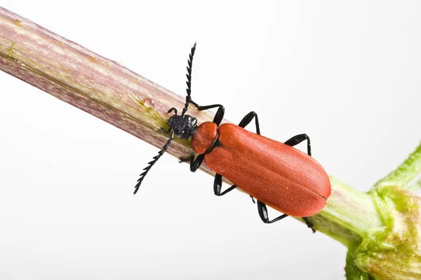 Bíboros Beetle Pyrochroa Coccinea Közelről — Stock Fotó
