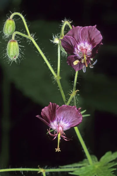 Mourning Widow Geranium Phaeum Tokai Mountain Hungary Europe — Stock Photo, Image