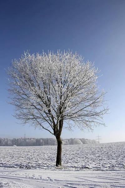 Één boom bedekt met vorst, sneeuw — Stockfoto