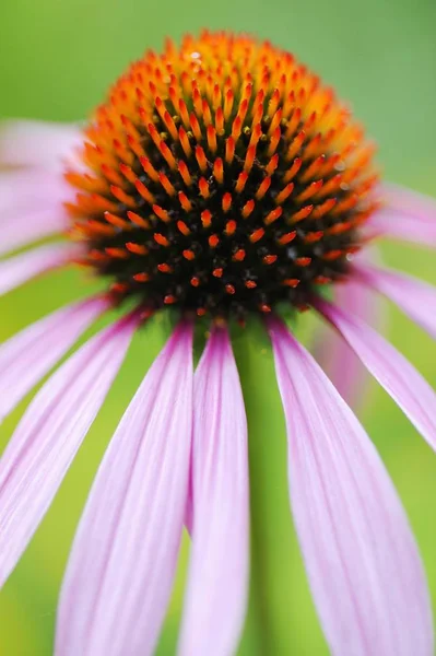 Východní Třapatka Nachová Echinacea Purpurea — Stock fotografie