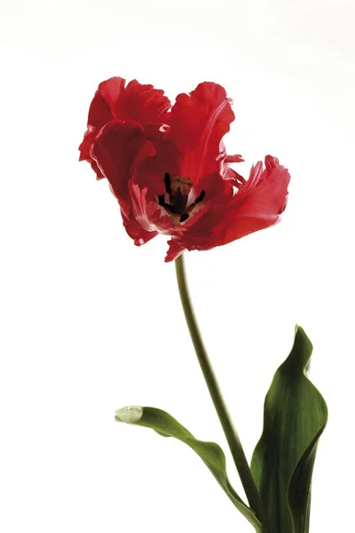 Bir Tek Tulip Çiçek Aromatik Güzel Kırmızı Tulipa — Stok fotoğraf