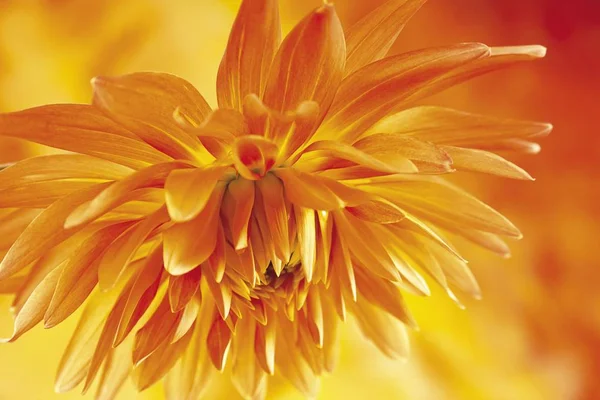 Orange Röd Dahlia Blomma — Stockfoto