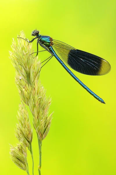 Närbild Blåbandad Jungfruslända Calopteryx Splendens Hane Grässtrå — Stockfoto