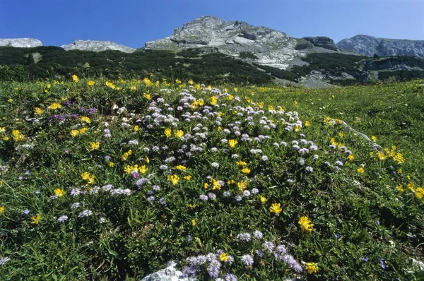 Bloemen Weide Brandenberg Alpen Aka Rofan Bereik Tirol Oostenrijk Europa — Stockfoto