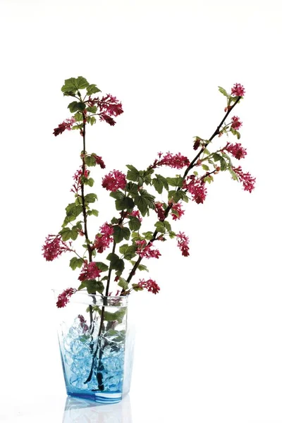 Flowering Currant Vase Ribes Sanguineum — Stock Photo, Image