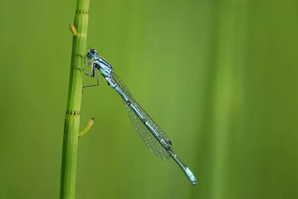 Azure Damselfly Coenagrion Puella Uma Lâmina Grama — Fotografia de Stock