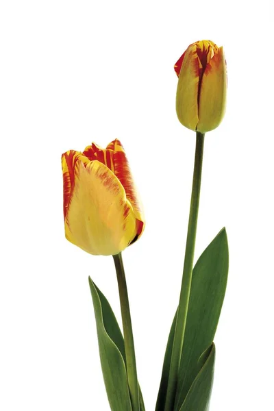 Tulip Merah Kuning Pada Latar Belakang Putih — Stok Foto