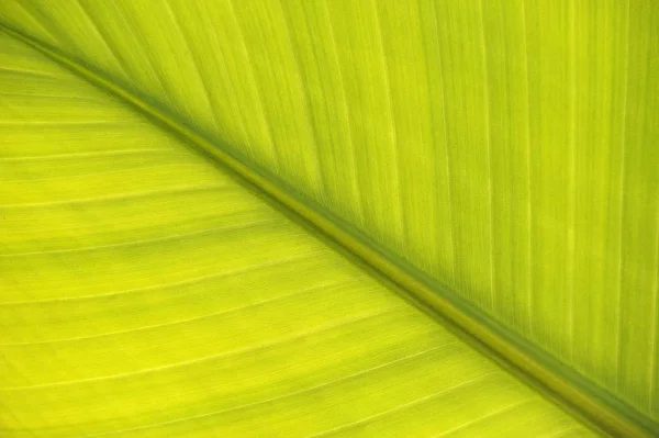 Листя Bananito Загострений Банан Заводу — стокове фото
