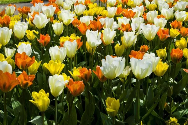 Campo di tulipani colorati, Keukenhof — Foto Stock